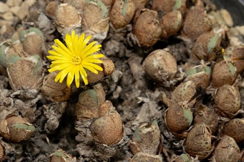 Conophytum, Living Stones, blooming, blossoms, Stellenbosch Botanic Garden, Western Cape, South