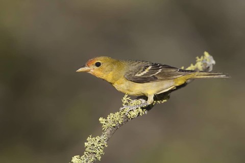 Western Tanager (Piranga ludoviciana) female, California, USA