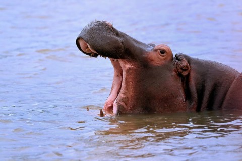 Hippopotamus (Hippopatamus amphibius), adult, yawning, threatening, in water, portrait, Saint Lucia