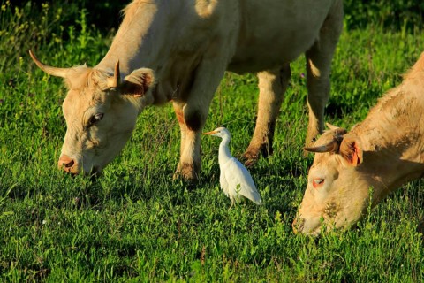 Western Cattle Egret (Bubulcus ibis), Andalusia, Spain