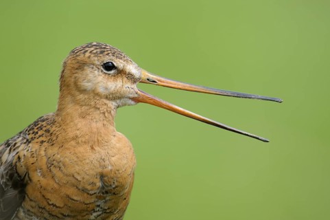 Uferschnepfe (Limosa limosa), Black-tailed Godwit, Altvogel auf Sitzwarte, rufend, Portrait, Mai,