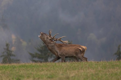 Red Deer buck standing on a meadow in autumn. Fog and trees in the background. Rutting season,
