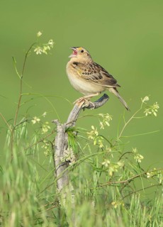 Grasshopper Sparrow (Ammodramus savannarum) singing, Colorado, USA