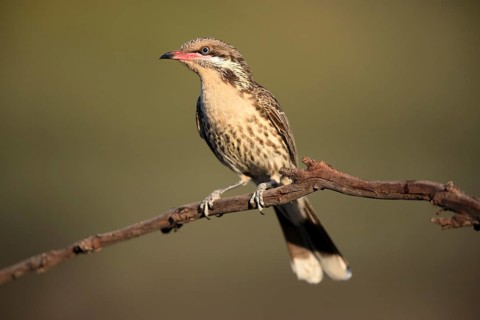 Spiny-cheeked Honeyeater (Acanthagenys rufogularis) perched on a branch, Victoria, Australia