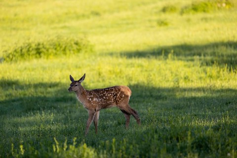 One Altai maral calf, Altai wapiti or Altai elk (Cervus canadensis sibiricus) roaming over a meadow