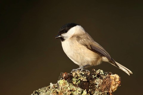 Marsh Tit (Poecile palustris), Rhineland-Palatinate, Germany