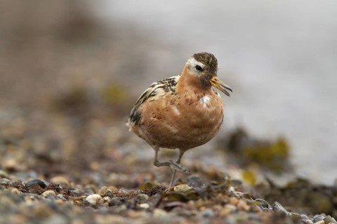 Red Phalarope (Phalaropus fulicarius) male, Chukotka, Russia