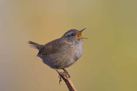 Zaunkönig (Troglodytes troglodytes) Wren