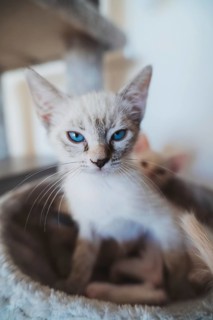 A close-up of a serene blue-eyed kitten resting in a home environment, with soft focus in the