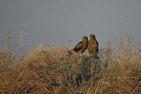 Montagu's Harrier (Circus pygargus) juveniles, Catalonia, Spain