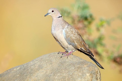 Eurasian Collared Dove, (Streptopelia decaocto), animals, birds, pigeon family, perch, rock, stone,
