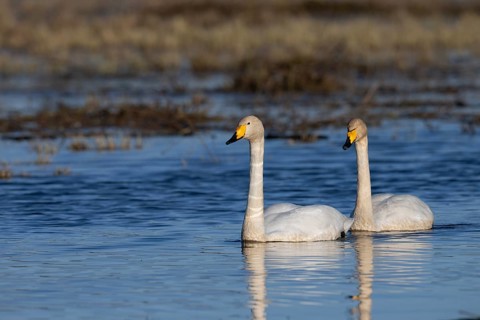 Whooper Swan, Sweden