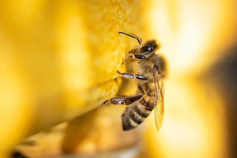 Honey bee at the hive, Hamburg, Germany