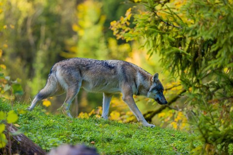 One eurasian gray wolf (Canis lupus lupus) walks down a hill on green grass with a forest in the