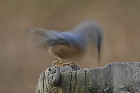 Eurasian Nuthatch (Sitta europaea), North Rhine-Westphalia, Germany