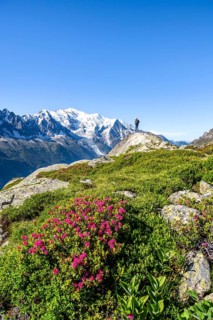 Mountaineer in mountain landscape with alpine roses, mountain panorama with glaciated summit of