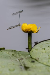 Azure damselflies (Coenagrion puella), pair on water lily (Nuphar lutea), Emsland, Lower Saxony,