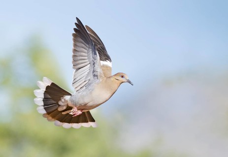 White-winged Dove (Zenaida asiatica) flying, Arizona, USA