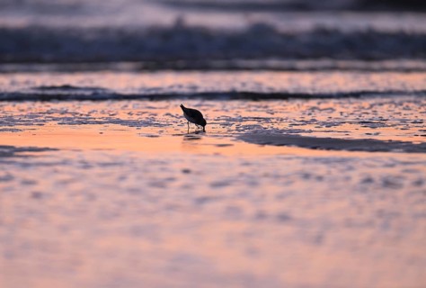 Sanderling (Calidris alba) foraging on the North Sea beach in the reddish evening light, Texel,