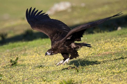 Cinereous Vulture (Aegypius monachus) flying, Castile-La Mancha, Spain