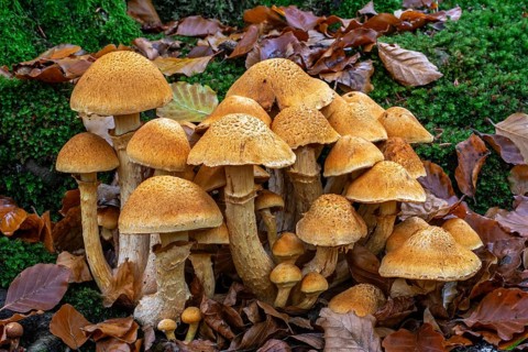 Spectacular rustgill (Gymnopilus junonius, Agaricus aureus) cluster of mushrooms on base of tree