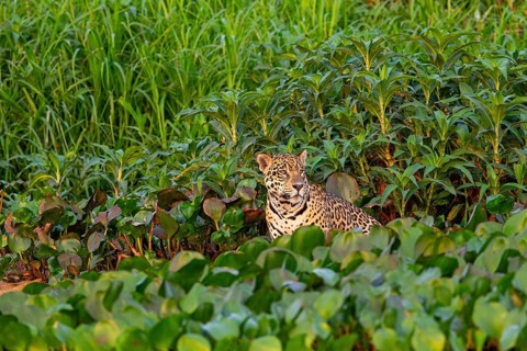 Jaguar (Panthera onca) Pantanal Brazil