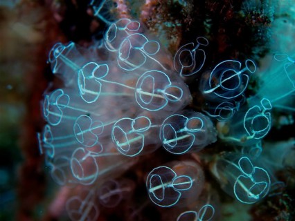 Translucent Sea squirt (Clavelina Dellavallei)