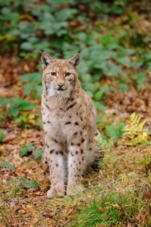 A sitting lynx looks attentively in autumn forest, Eurasian lynx (Lynx lynx), Bavarian Forest