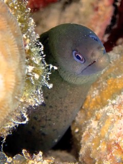 Lattice-tailed moray eel (Gymnothorax buroensis)