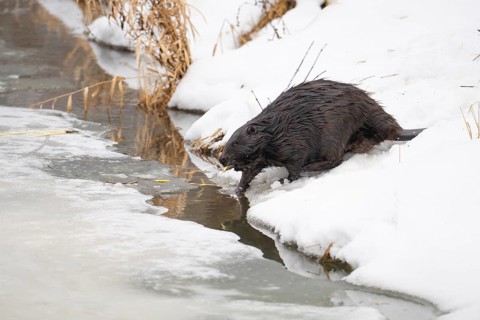 European beaver (Castor fiber), beaver with gnawed branch in its mouth at the edge of a river bank