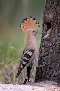 Eurasian Hoopoe (Upupa epops) feeding juvenile in breeding cavity, Saxony-Anhalt, Germany