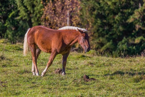 A chestnut colored Noriker horse or Norico-Pinzgauer stands on a sunny paddock