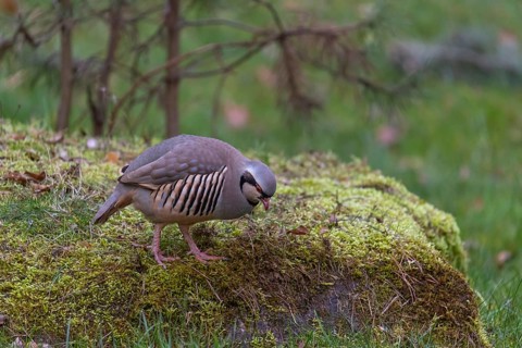 One Rock Ptarmigan, Lagopus muta, (Ptarmigan, Snow Chicken, Partridge), walking over a green meadow