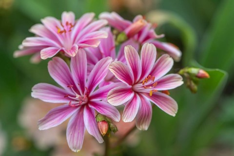 Bitterroot (Lewisia cotyledon-Hybride), Emsland, Lower Saxony, Germany
