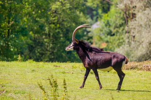 A male Sable antelope, Hippotragus niger stands on a hilly green meadow at a forest edge