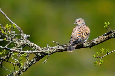 Turtle Dove, (Streptopelia turtur), Animals, Birds, Pigeons, Lesvos Island, Greece