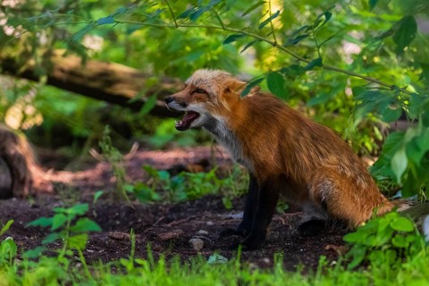 One adult red fox, Vulpes vulpes, sitting in the undergrowth of a forest edge