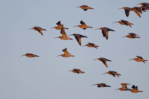Eurasian Curlew (Numenius arquata) group flying, North Rhine-Westphalia, Germany