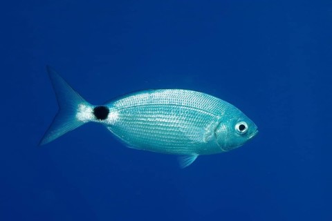 A single silver fish, sea bream (Oblada melanura), can be seen in deep blue water, dive site Giens