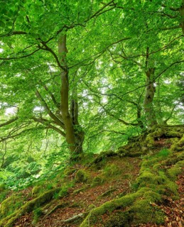 Gnarled old beech trees with moss-covered roots, Kellerwald-Edersee National Park, Bad Wildungen,