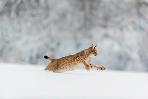 One young male Eurasian lynx, (Lynx lynx), running over a deep snow covered meadow with a forest in