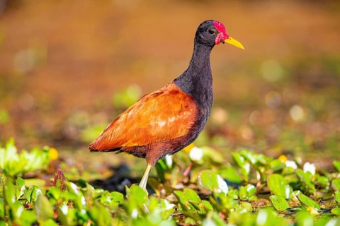 Red-fronted leaflet (Jacana jacana) Pantanal Brazil