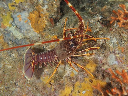 European spiny crayfish (Palinurus elephas) on a colourful seabed, dive site Giens Peninsula,