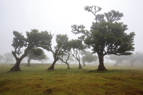Laurel trees overgrown with moss and plants in the mist, old laurel forest (Laurisilva), stinkwood