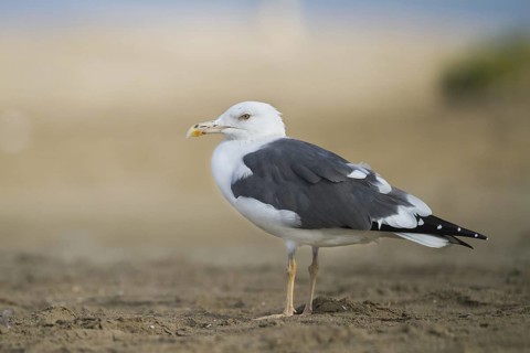Lesser Black-backed Gull (Larus fuscus heuglini), Oman