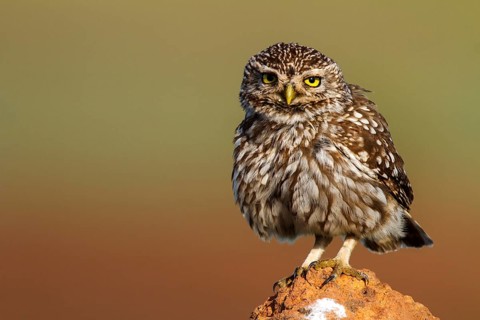 Little Owl (Athene noctua), Castile-La Mancha, Spain