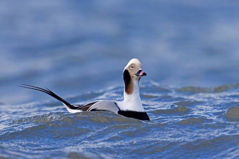 Long-tailed duck (Clangula hyemalis, Anas hyemalis) male in non-beeding plumage swimming in sea in