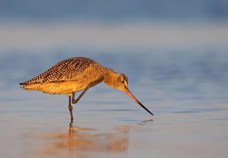 Marbled Godwit (Limosa fedoa) foraging, Florida, USA