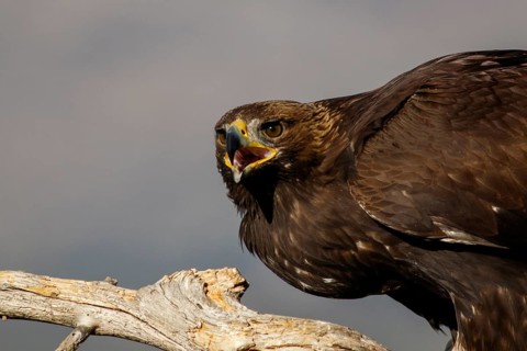 Golden Eagle (Aquila chrysaetos) immature, first winter plumage portrait, Castile and Leon, Spain