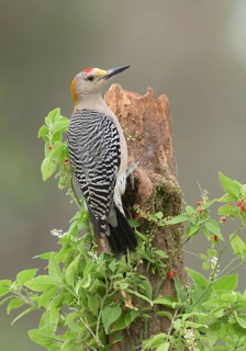 Golden-fronted Woodpecker (Melanerpes aurifrons) male perched on an old stump, Texas, USA